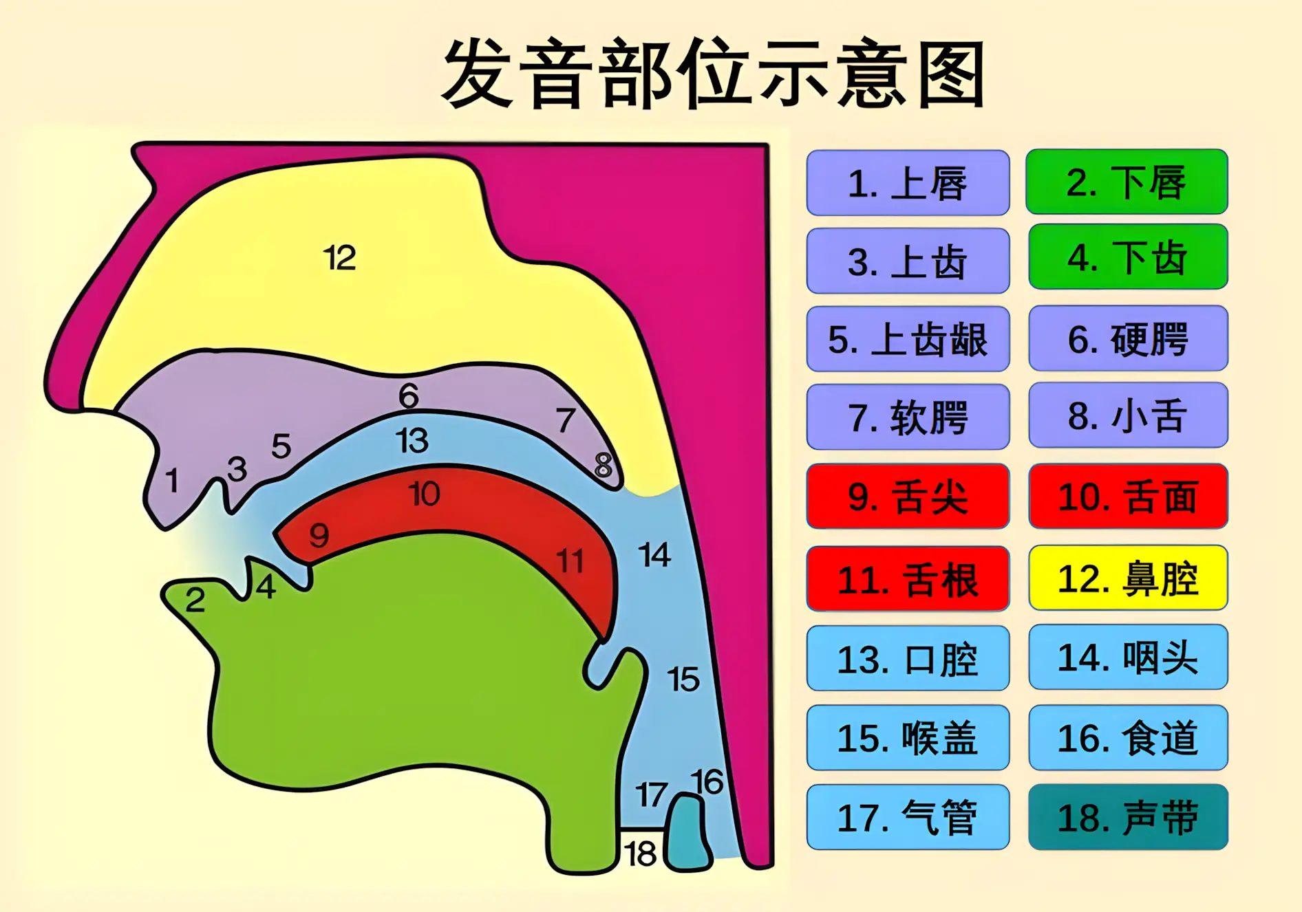 英语口腔发声部位